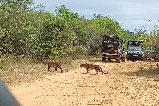 Yala National park: Half day & Full Day & Private - Safari Tours - A Closer Look at the Yala Safari Experience