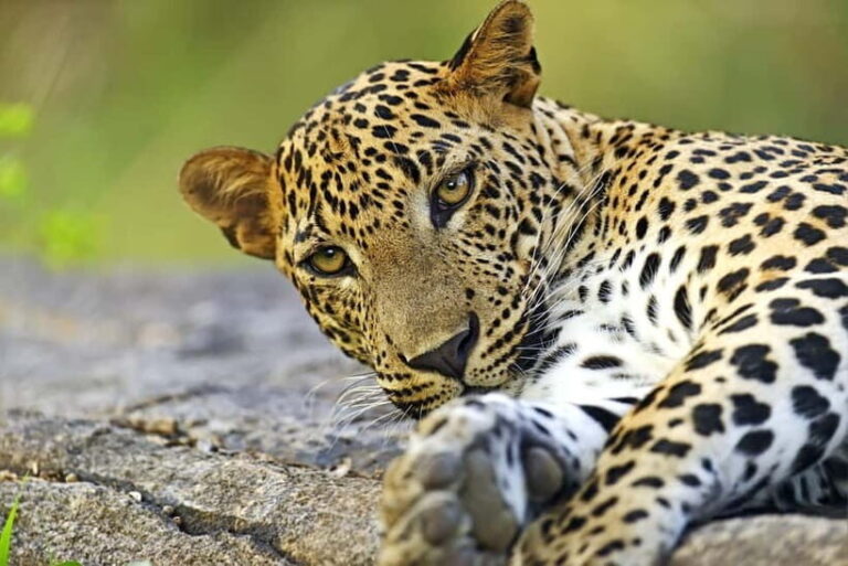 YALA National Park - HALF DAY or FULL DAY TOUR - Who Should Consider This Tour?
