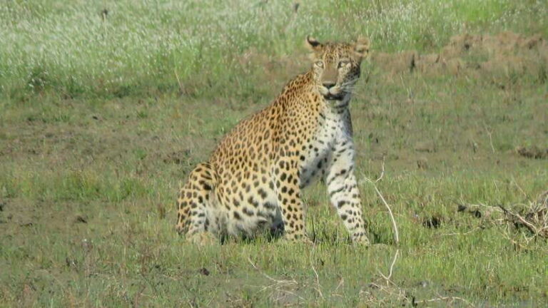 Yala National Park Jeep Safari: Leopards, Elephants & Wild - Pricing and Value